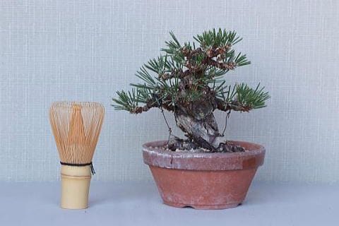 【一点物 匠の盆栽】 黒松 瑞宝 No.70