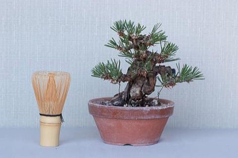【一点物 匠の盆栽】 黒松 瑞宝 No.70