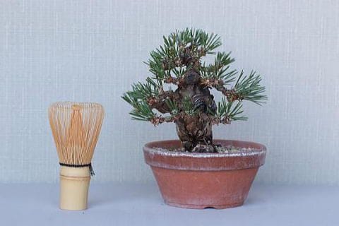 【一点物 匠の盆栽】 黒松 瑞宝 No.70