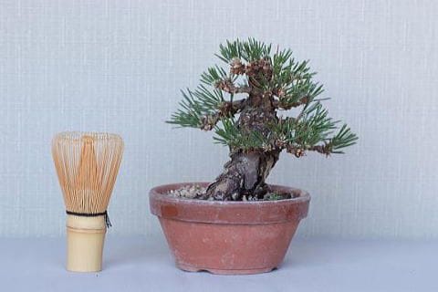 【一点物 匠の盆栽】 黒松 瑞宝 No.70