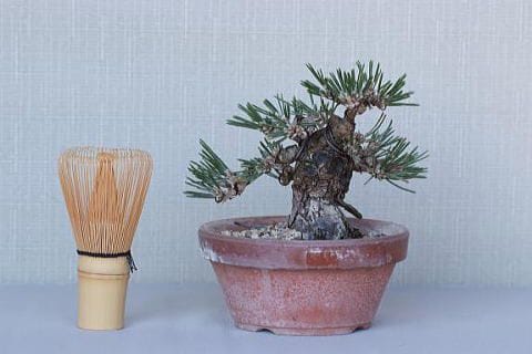一点物 匠の盆栽】 黒松 瑞宝 No.71｜盆栽妙 – 盆栽妙 本店