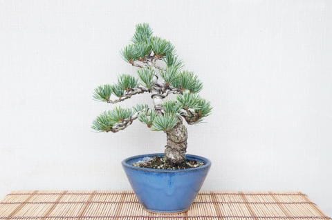 【一点物 匠の盆栽】 五葉松 No.72