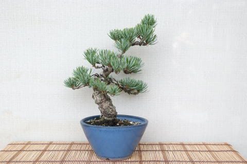【一点物 匠の盆栽】 五葉松 No.72