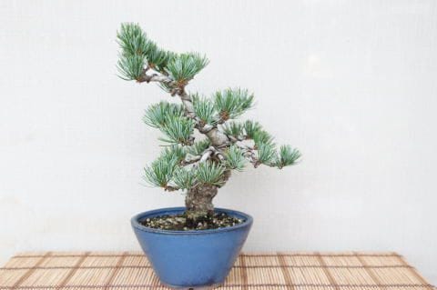 一点物 匠の盆栽】 五葉松 No.72｜盆栽妙 – 盆栽妙 本店