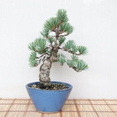 【一点物 匠の盆栽】 五葉松 No.72