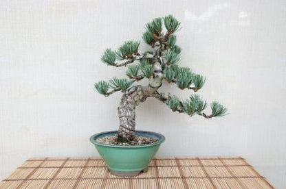 【一点物 匠の盆栽】 五葉松 No.73
