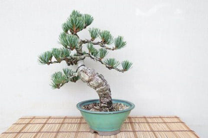 【一点物 匠の盆栽】 五葉松 No.73