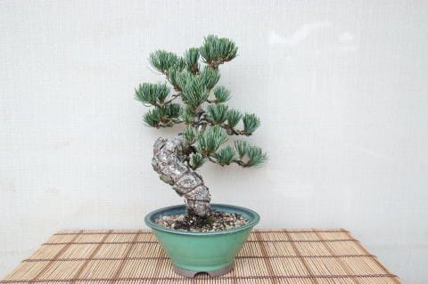 【一点物 匠の盆栽】 五葉松 No.73