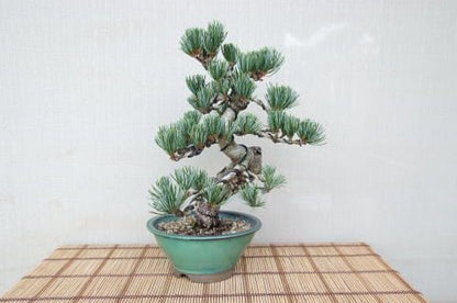【一点物 匠の盆栽】 五葉松 No.73