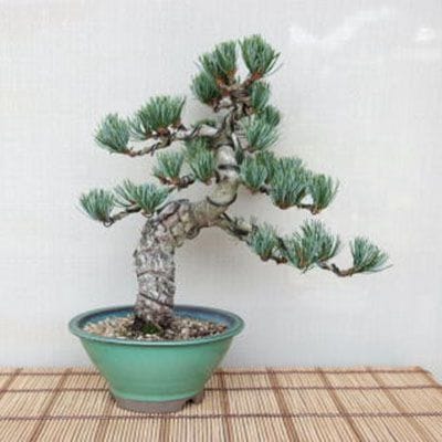 【一点物 匠の盆栽】 五葉松 No.73