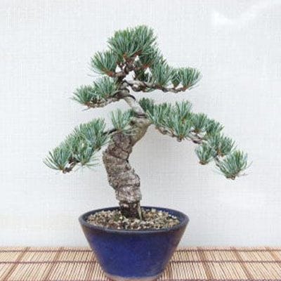 【一点物 匠の盆栽】 五葉松 No.74