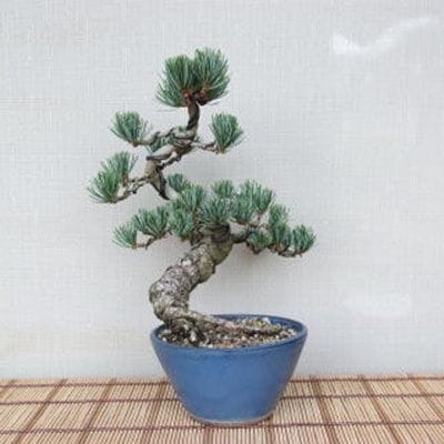 【一点物 匠の盆栽】 五葉松 No.75