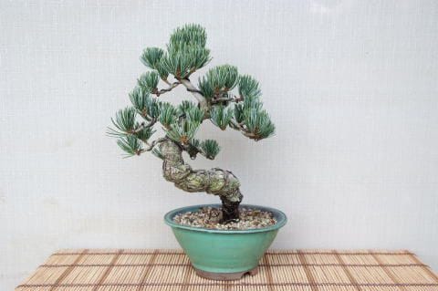 一点物 匠の盆栽】 五葉松 No.78｜盆栽妙 – 盆栽妙 本店
