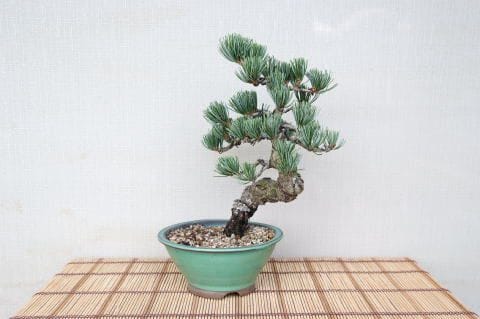 五葉松(素材に)かなり破格です。出来るだけ頑張ってもらいたい一品 一点物 匠の盆栽】 五葉松 No.78｜盆栽妙 – 盆栽妙 本店