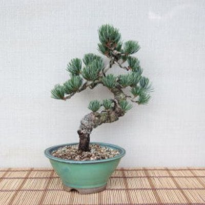 【一点物 匠の盆栽】 五葉松 No.78