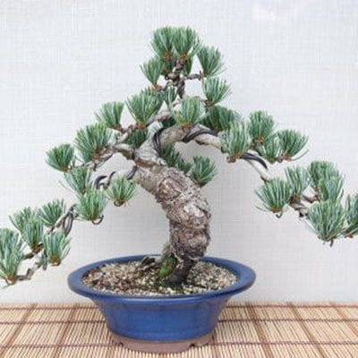 【一点物 匠の盆栽】 五葉松 No.79