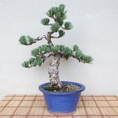 【一点物 匠の盆栽】 五葉松 No.80