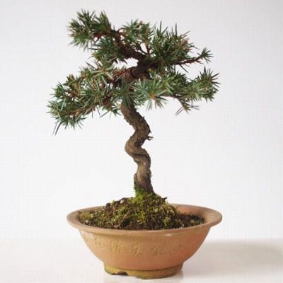 杜松　1点もの No.138