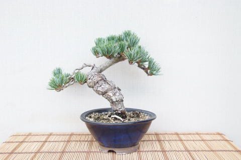 【一点物 匠の盆栽】 五葉松 No.81