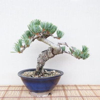 【一点物 匠の盆栽】 五葉松 No.81