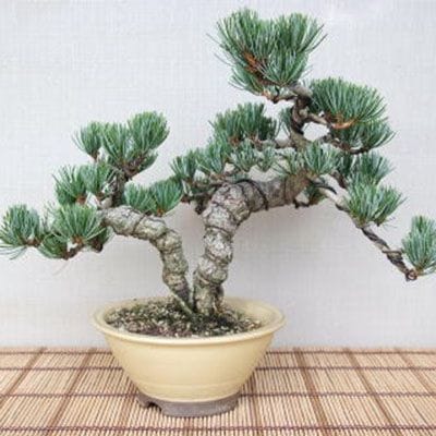 【一点物 匠の盆栽】 五葉松 No.82