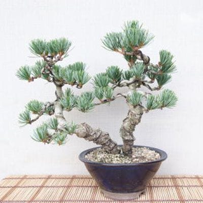 【一点物 匠の盆栽】 五葉松 No.83