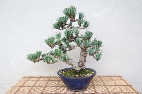 一点物 匠の盆栽】 五葉松 No.84｜盆栽妙 – 盆栽妙 本店