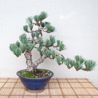 【一点物 匠の盆栽】 五葉松 No.84