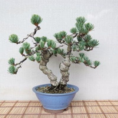 【一点物 匠の盆栽】 五葉松 No.85