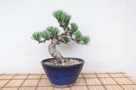 一点物 匠の盆栽】 五葉松 No.86｜盆栽妙 – 盆栽妙 本店