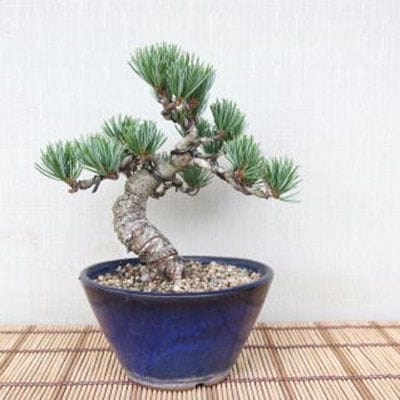【一点物 匠の盆栽】 五葉松 No.86