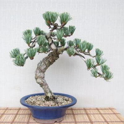 【一点物 匠の盆栽】 五葉松 No.87
