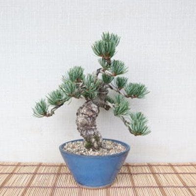 【一点物 匠の盆栽】 五葉松 No.88
