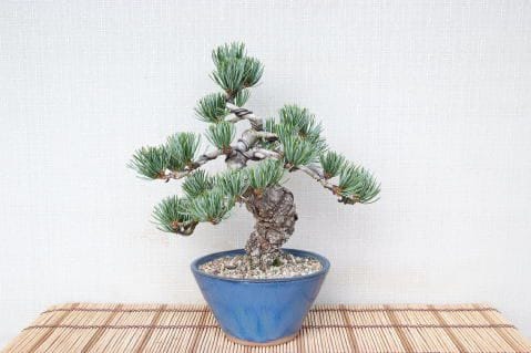 【一点物 匠の盆栽】 五葉松 No.88