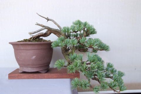 一点物 匠の盆栽】 五葉松 No.89｜盆栽妙 – 盆栽妙 本店