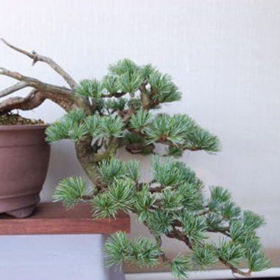 【一点物 匠の盆栽】 五葉松 No.89