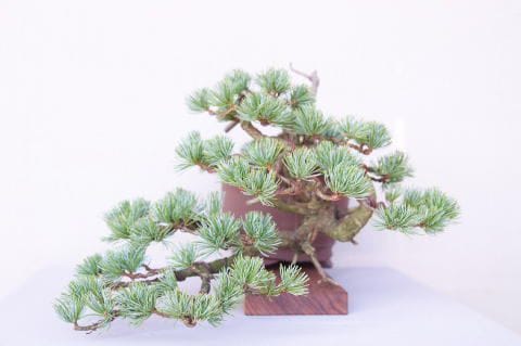 一点物 匠の盆栽】 五葉松 No.89｜盆栽妙 – 盆栽妙 本店
