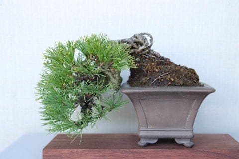 盆栽　五葉松　樹高90cm 一点物 匠の盆栽】 五葉松 No.90｜盆栽妙 – 盆栽妙 本店