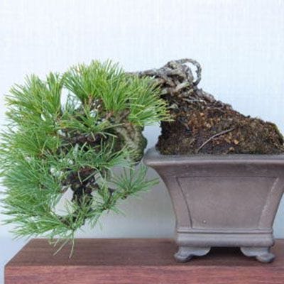 【一点物 匠の盆栽】 五葉松 No.90