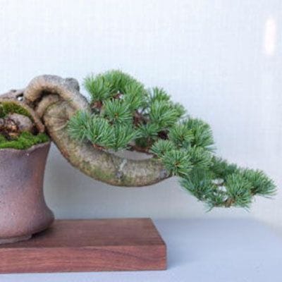 【一点物 匠の盆栽】 五葉松 No.91