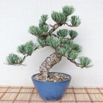 【一点物 匠の盆栽】 五葉松 No.92