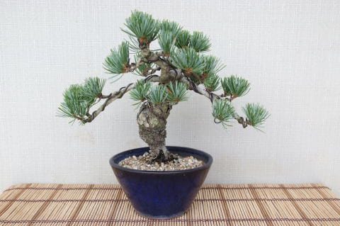 一点物 匠の盆栽】 五葉松 No.93｜盆栽妙 – 盆栽妙 本店