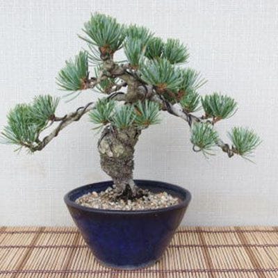 【一点物 匠の盆栽】 五葉松 No.93