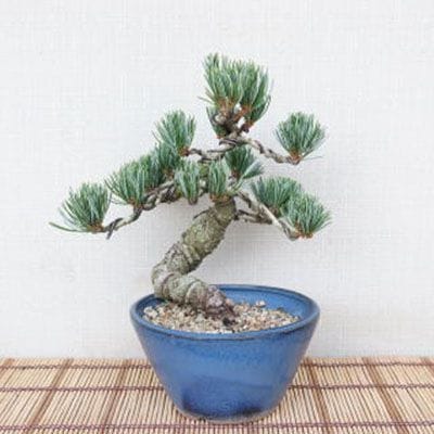 【一点物 匠の盆栽】 五葉松 No.94