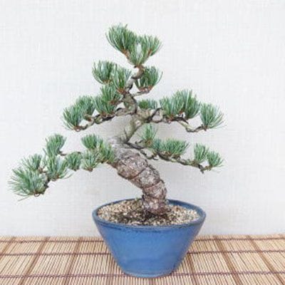 【一点物 匠の盆栽】 五葉松 No.95