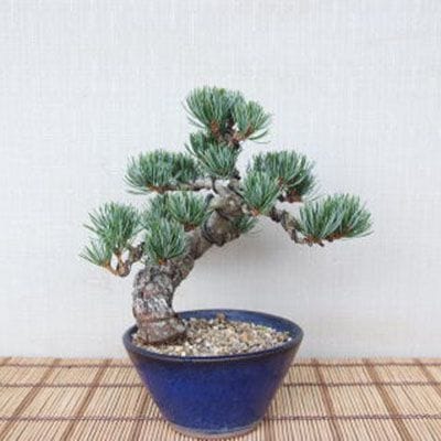 【一点物 匠の盆栽】 五葉松 No.96