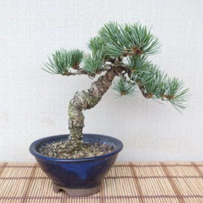 【一点物 匠の盆栽】 五葉松 No.97