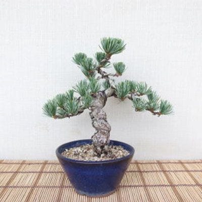 【一点物 匠の盆栽】 五葉松 No.98