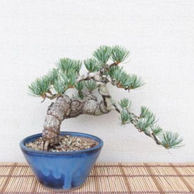 【一点物 匠の盆栽】 五葉松 No.99