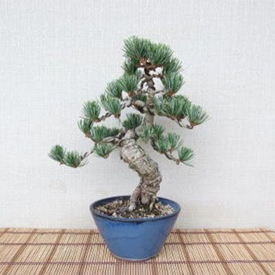 【一点物 匠の盆栽】 五葉松 No.100